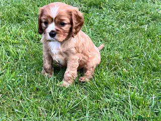 Cavalier King Charles Spaniel dogs KCR Cavalier King Charles Spaniel Puppies - Advert 8
