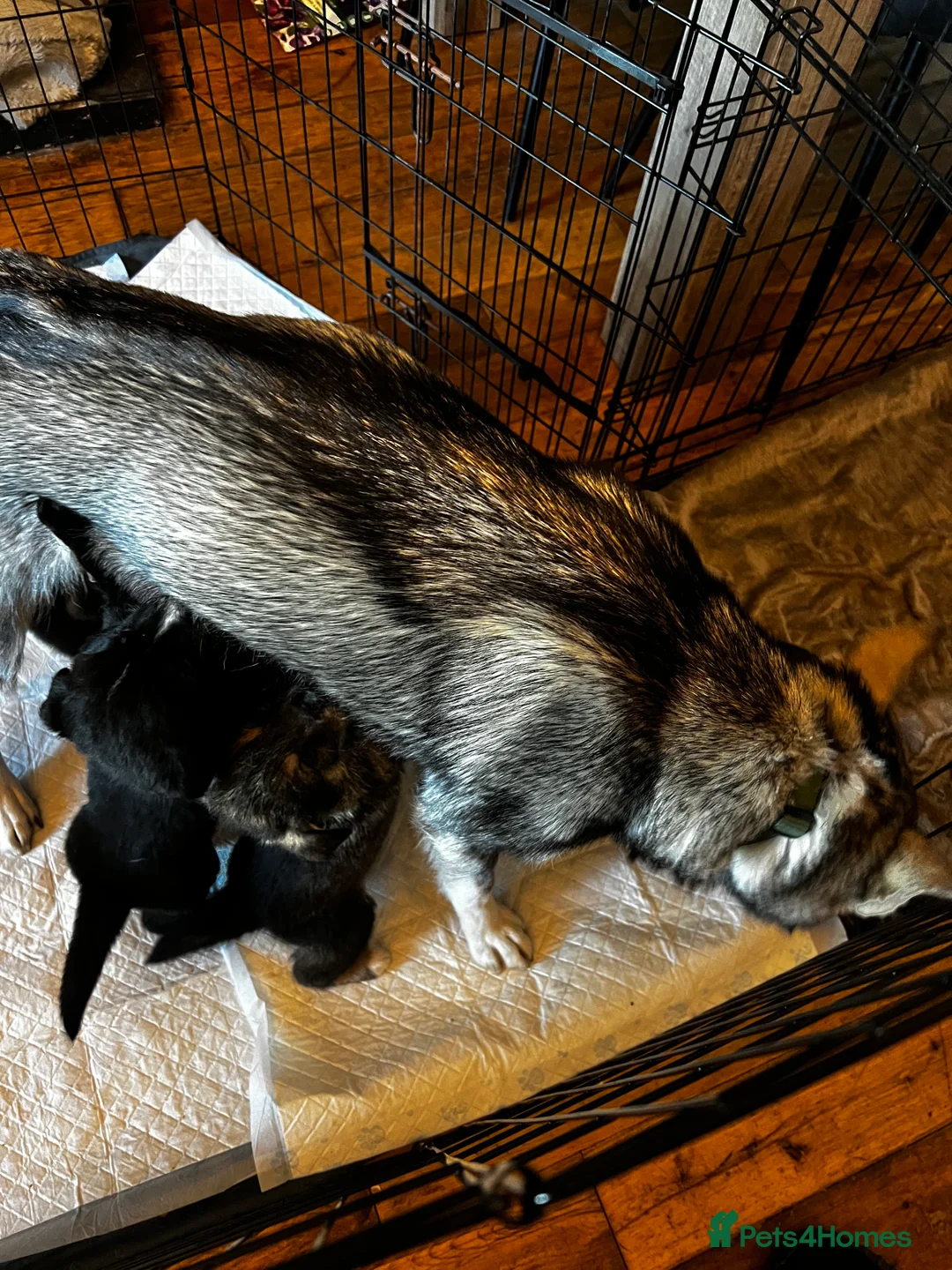 Mixed Breed dogs for sale: Bernese X Huskydor Pups - Advert 7