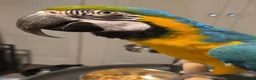 Macaws birds for sale: Tame female - Advert 3