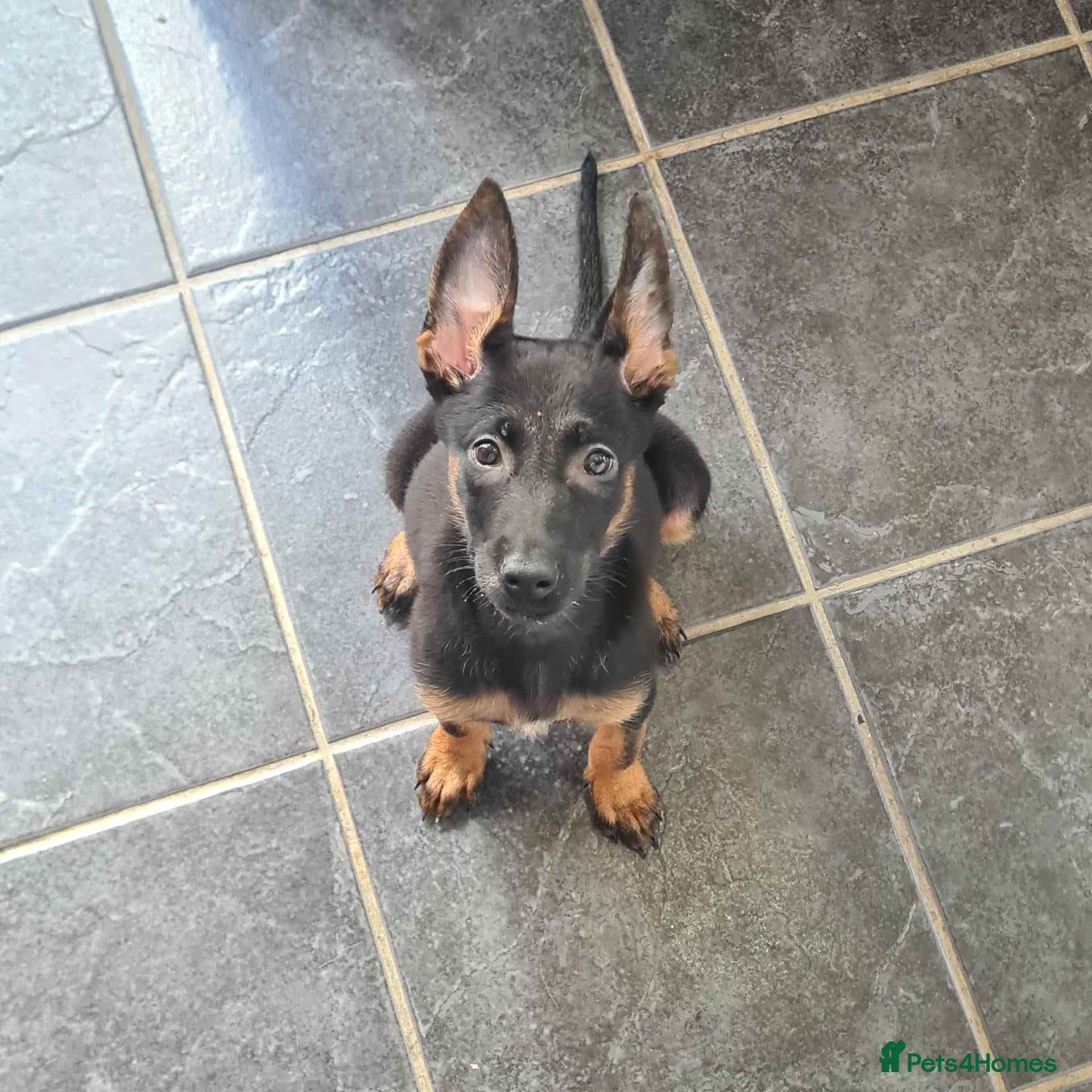 Belgian Shepherd Dog dogs for sale: Zara brn belgian malinois x dutch herder  - Advert 1