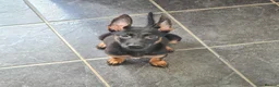 Belgian Shepherd Dog dogs for sale: Zara brn belgian malinois x dutch herder  in Burnley - Advert 5