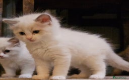 Ragdoll cats for sale: Ready now hcm clear ragdoll litter. X6 - Image 21