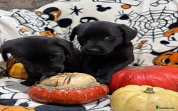 Labrador Retriever dogs for sale: Labrador pups - Image 8