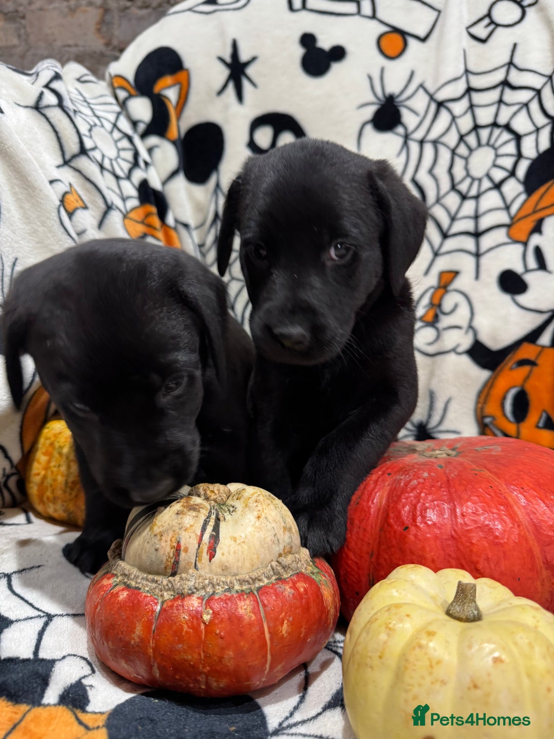 Labrador Retriever dogs for sale: Labrador pups - Image 8