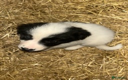 Border Collie dogs for sale: Border Collie Puppies  - Image 8