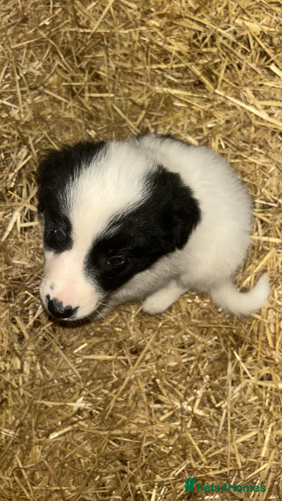 Border Collie dogs for sale: Border Collie Puppies  - Image 8