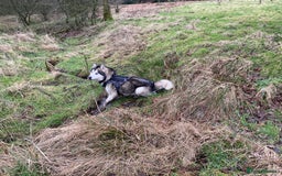 Alaskan Malamute dogs for sale: Pure breed Alaskan malamute puppies - Image 11