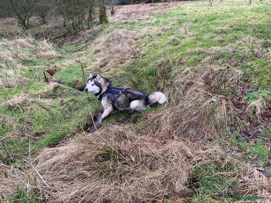 Alaskan Malamute dogs for sale: Pure breed Alaskan malamute puppies - Image 11