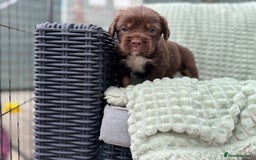 Mixed Breed dogs for sale: French Bulldog x Springer Spaniel pups ready 15Oct - Image 23