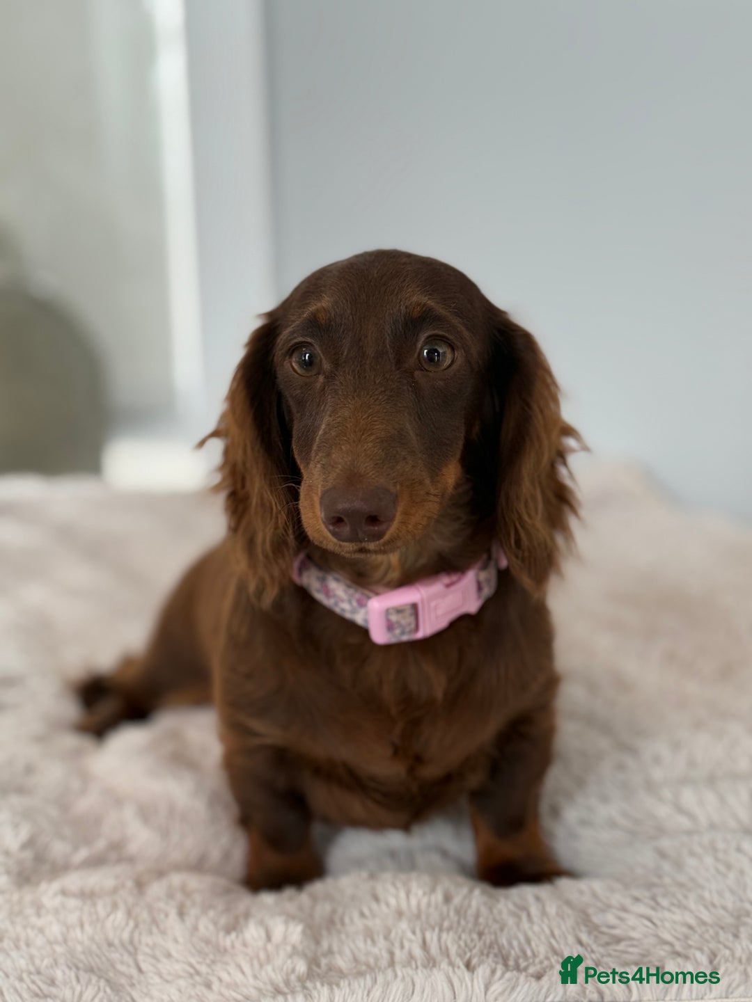 Miniature Dachshund dogs for sale: ⭐️KC Registered long-haired miniature dachshund⭐️ - Image 4