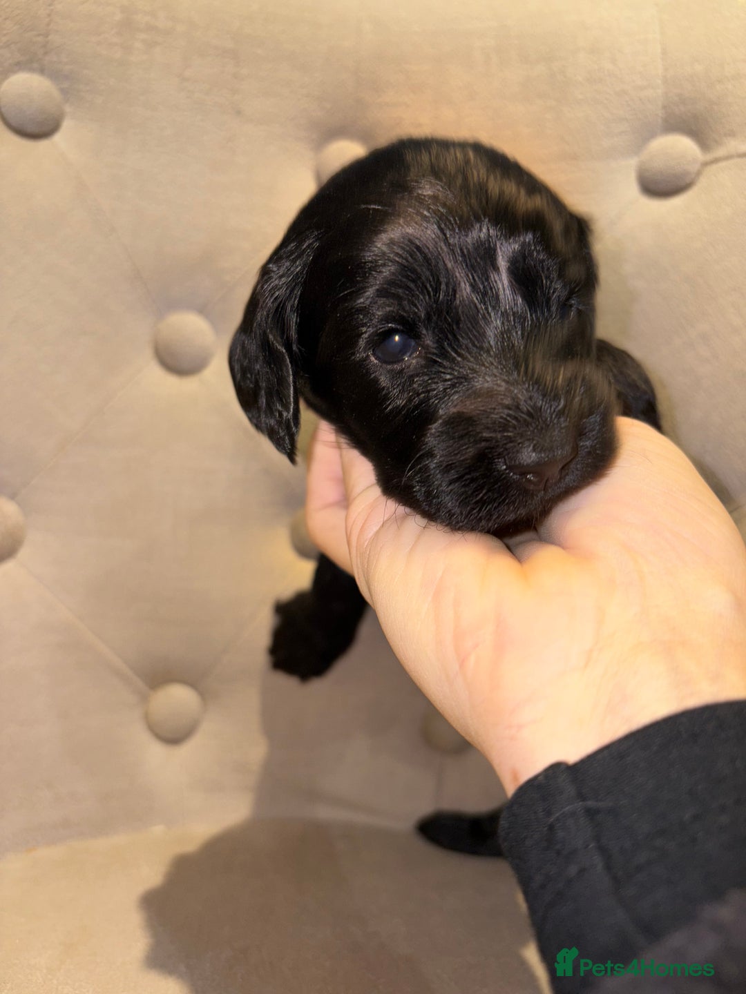 Cockapoo dogs for sale: Beautiful litter of Cockapoo pups - Advert 16
