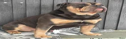 English Bulldog dogs for sale: Old English bulldog  in Portsmouth - Advert 2