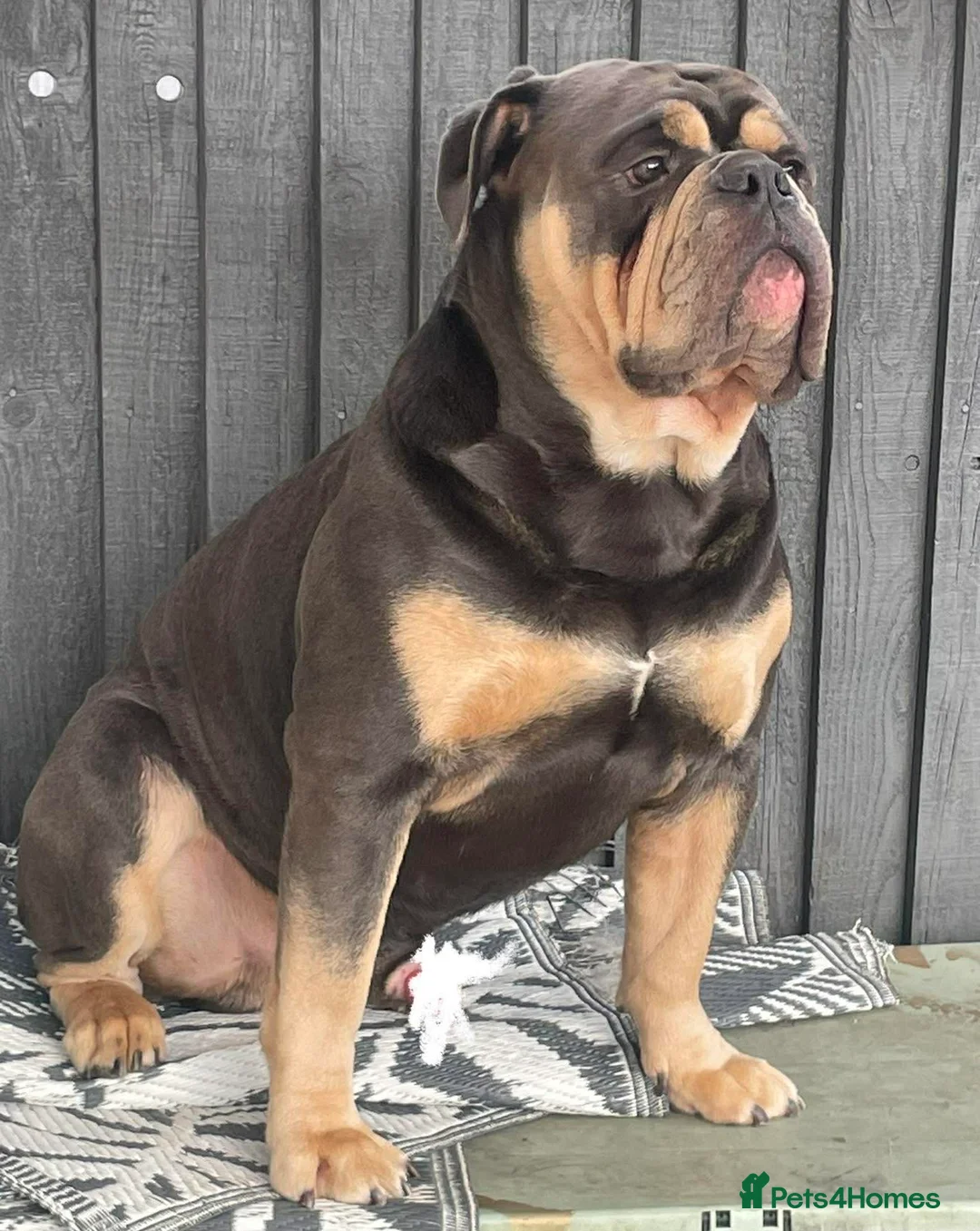 English Bulldog dogs for sale: Old English bulldog  in Portsmouth - Advert 2