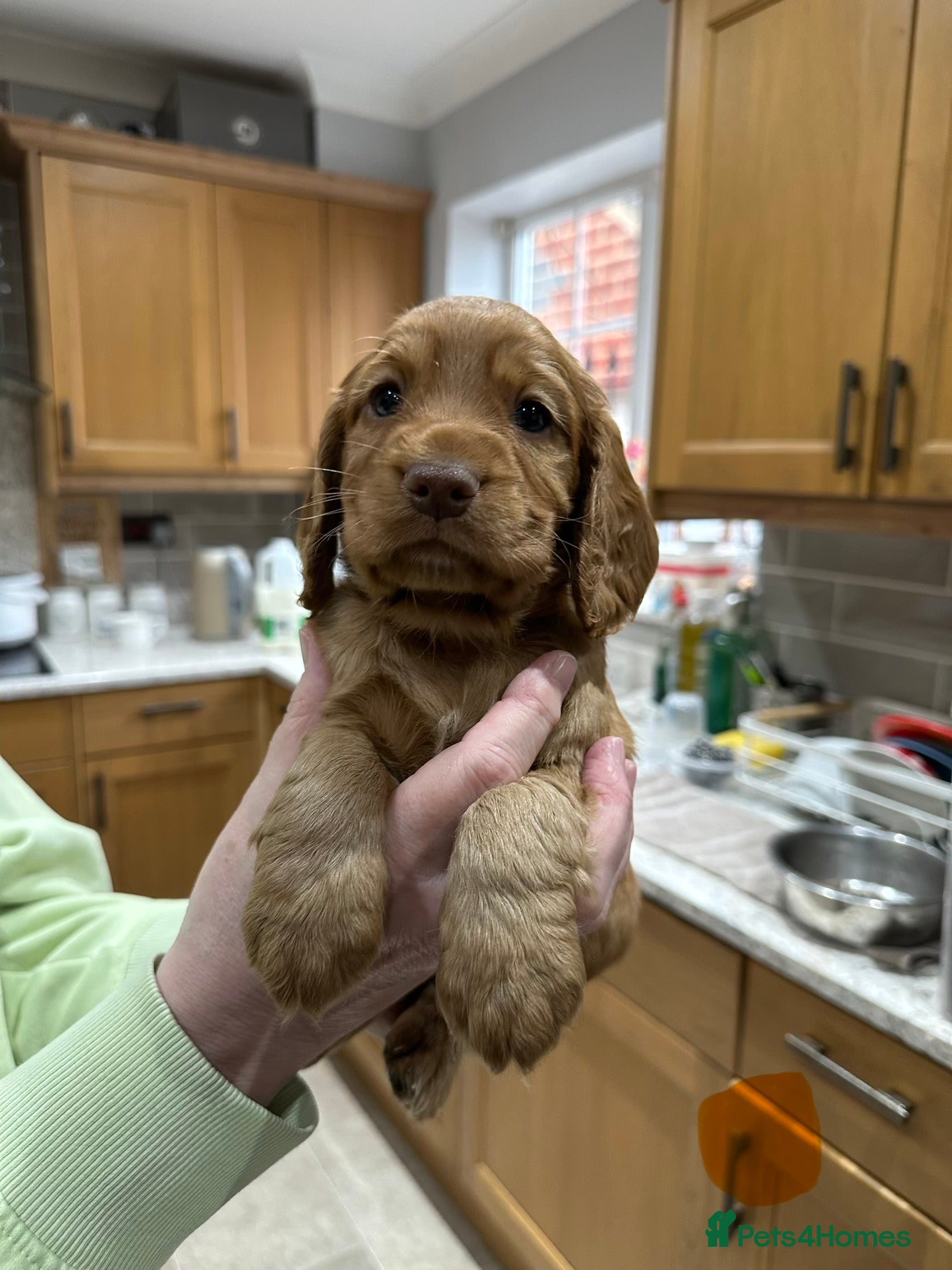 Cocker Spaniel dogs Stunning Cocker Spaniels  - Advert 3