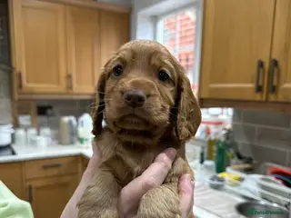 Cocker Spaniel dogs Stunning Cocker Spaniels - Advert 3