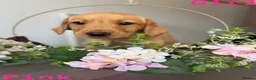 Labrador Retriever dogs for sale: Stunning KC reg Labrador pups ready to leave  - Advert 9
