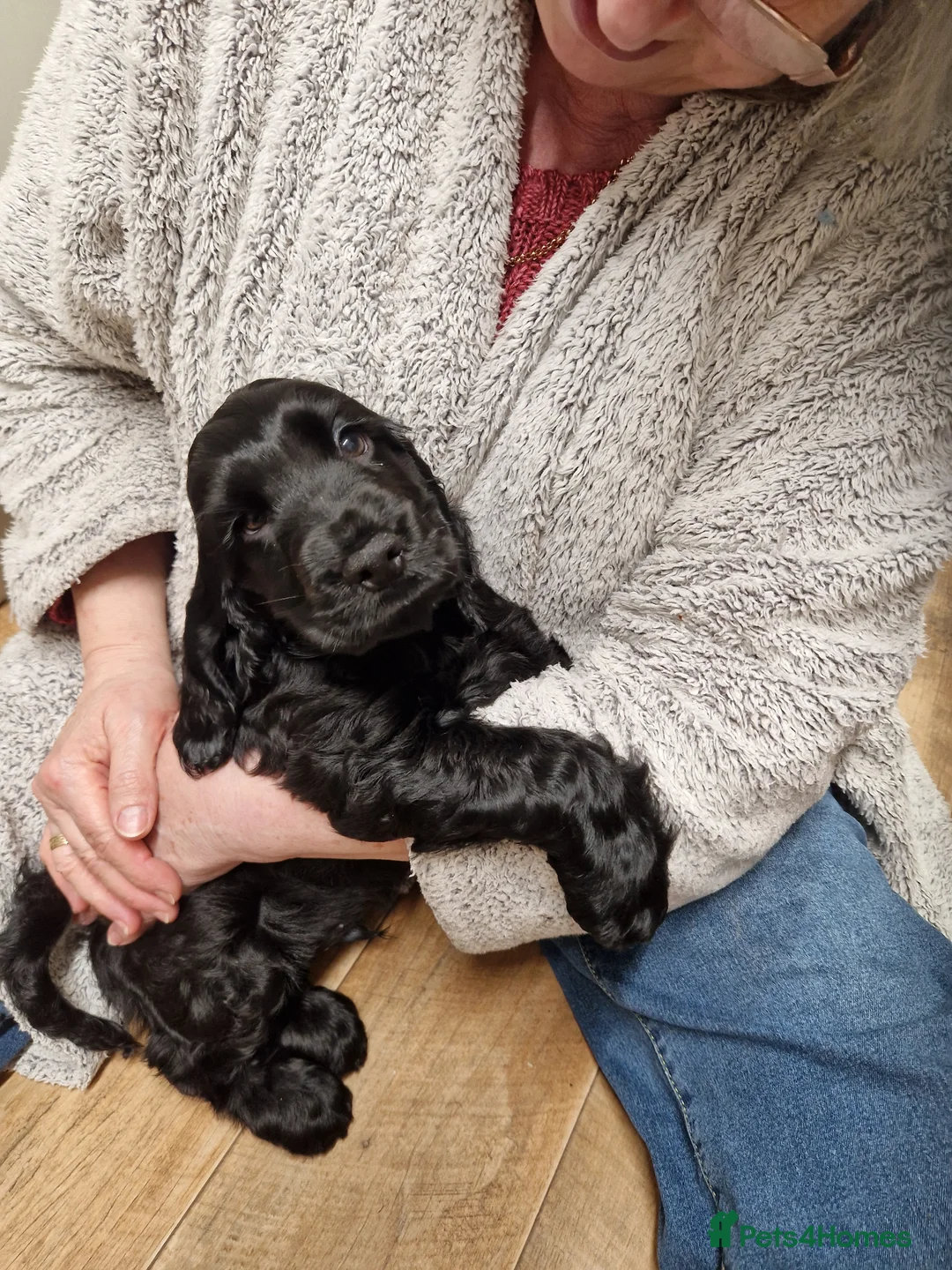 Cocker Spaniel dogs for sale: KC registered Show type Cocker Spaniel pup - Advert 1