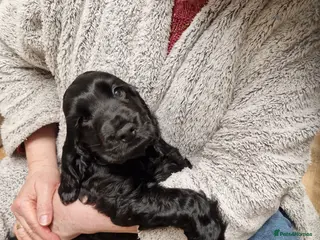 Cocker Spaniel dogs KC registered Show type Cocker Spaniel pup - Advert 10