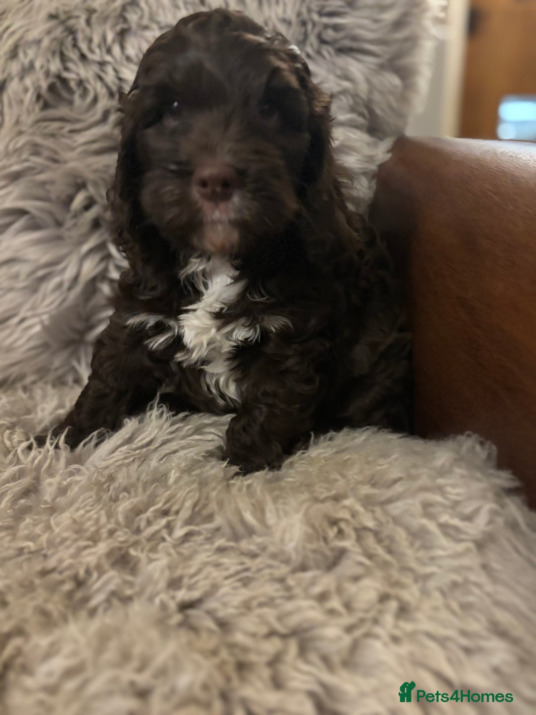 Cockapoo dogs for sale: F1 Chocolate Cockapoo pups - Advert 7