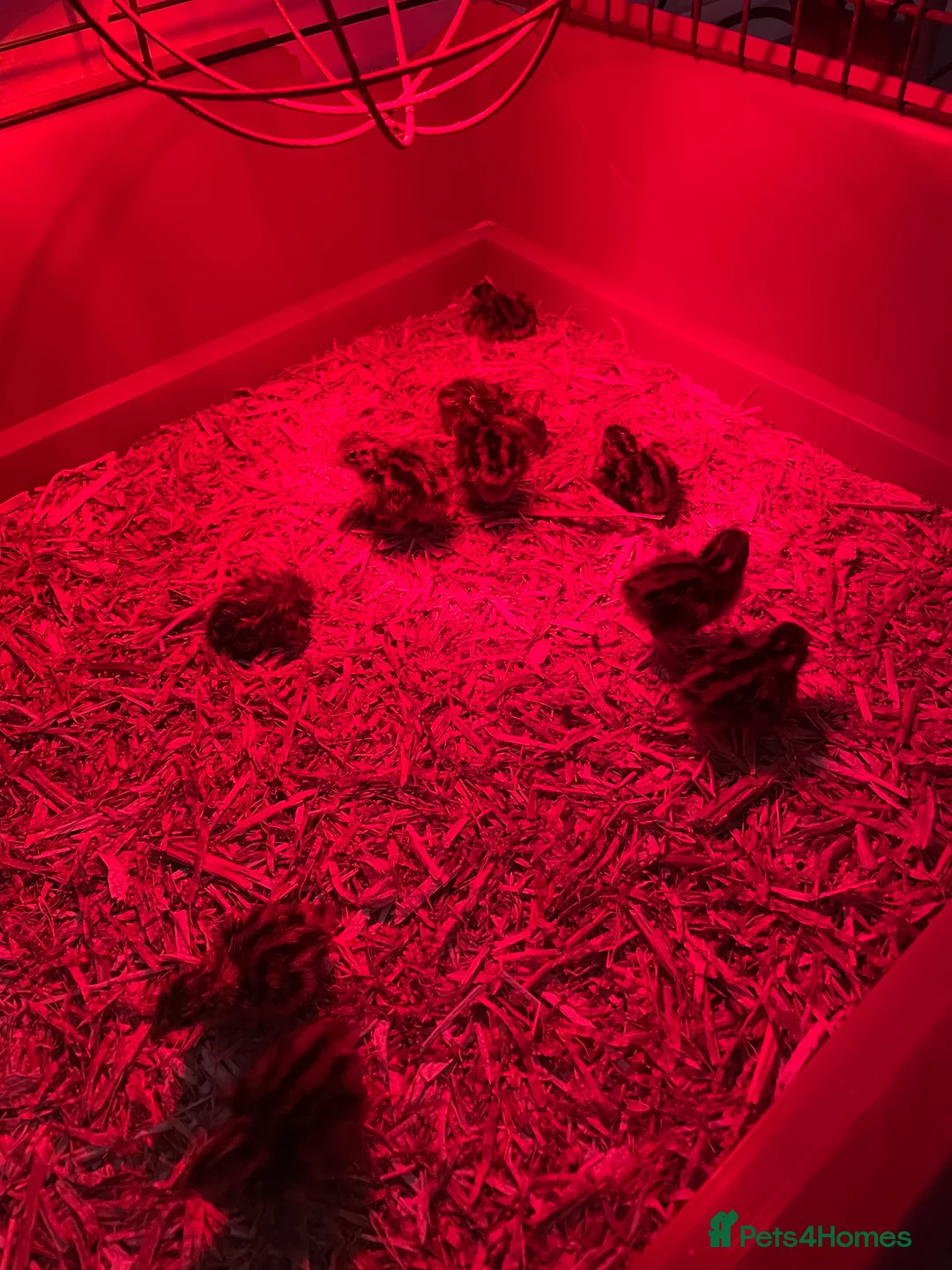 Quail poultry for sale: Japenese quails  in Sunderland - Advert 2