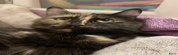Mixed Breed cats for sale: 2 male X Norwegian Forest kittens  - Advert 5