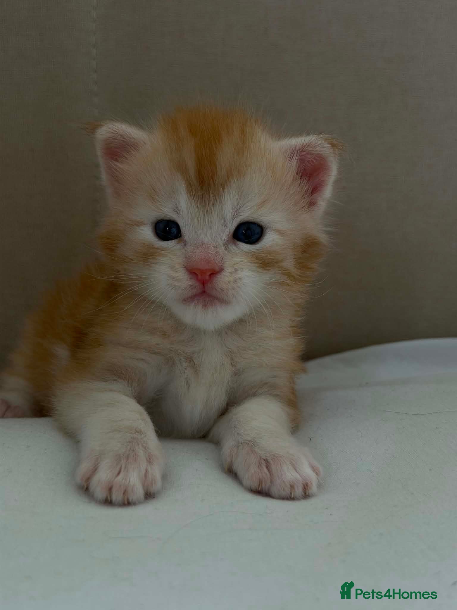 Maine Coon cats Adorable MALE main coon! Ginger  - Advert 1
