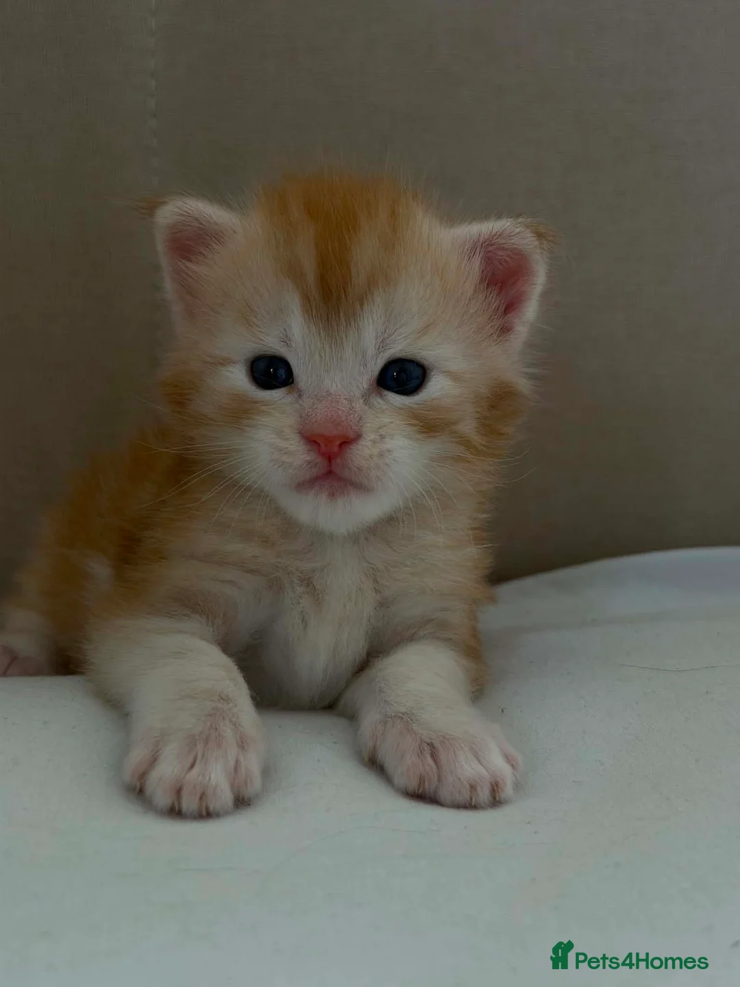 Maine Coon cats for sale: Adorable MALE main coon! Ginger  in Grays - Advert 1