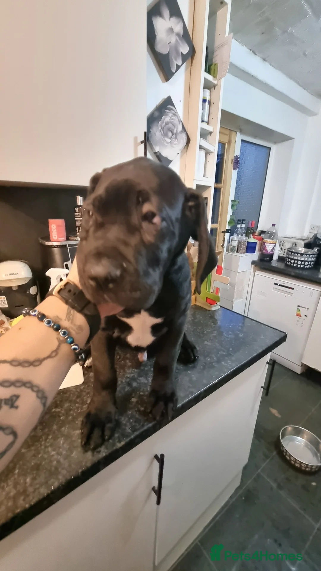 Cane Corso dogs for sale: Cane corso puppies for sale - Advert 2