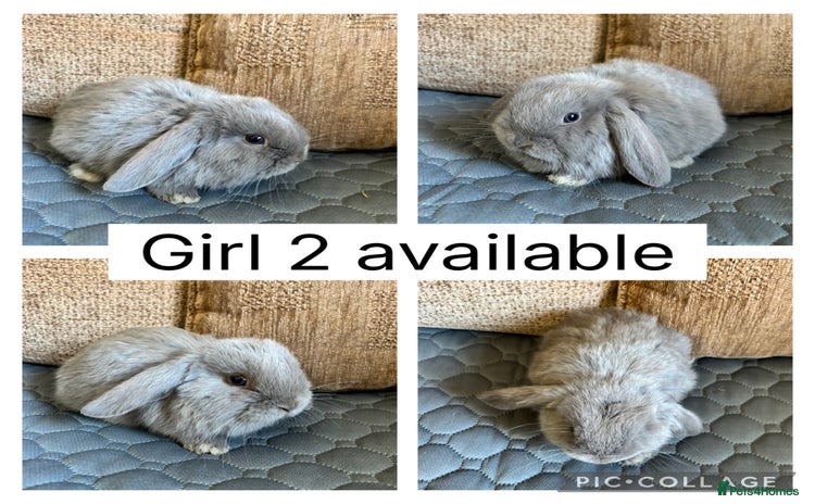 Mini Lop rabbits - Advert 3