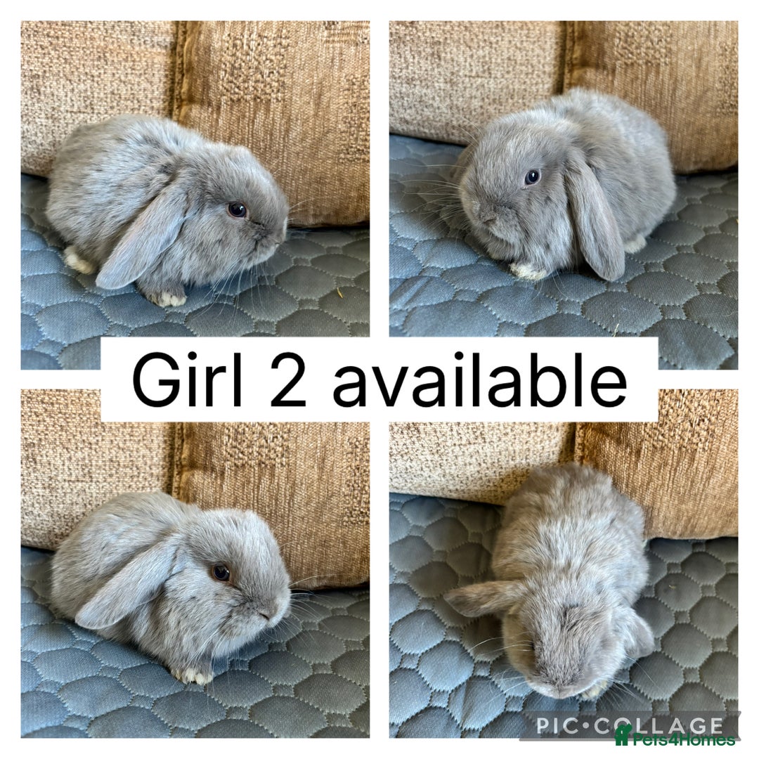 Mini Lop rabbits for sale: *ALL RESERVED* 6 baby mini lops ready to reserve  - Image 1
