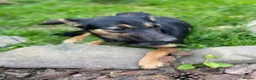 Mixed Breed dogs for adoption: ❤️🐶 GINA – GENTLE PEOPLE, PLAYFUL DOGS in Burton-on-Trent - Advert 14