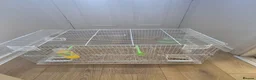 Mixed Breed birds for sale: Cannry 30  and cannry and  cage 50 - Advert 9