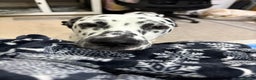 Dalmatian dogs for sale: Eric the Dalmatian Puppy - Advert 2