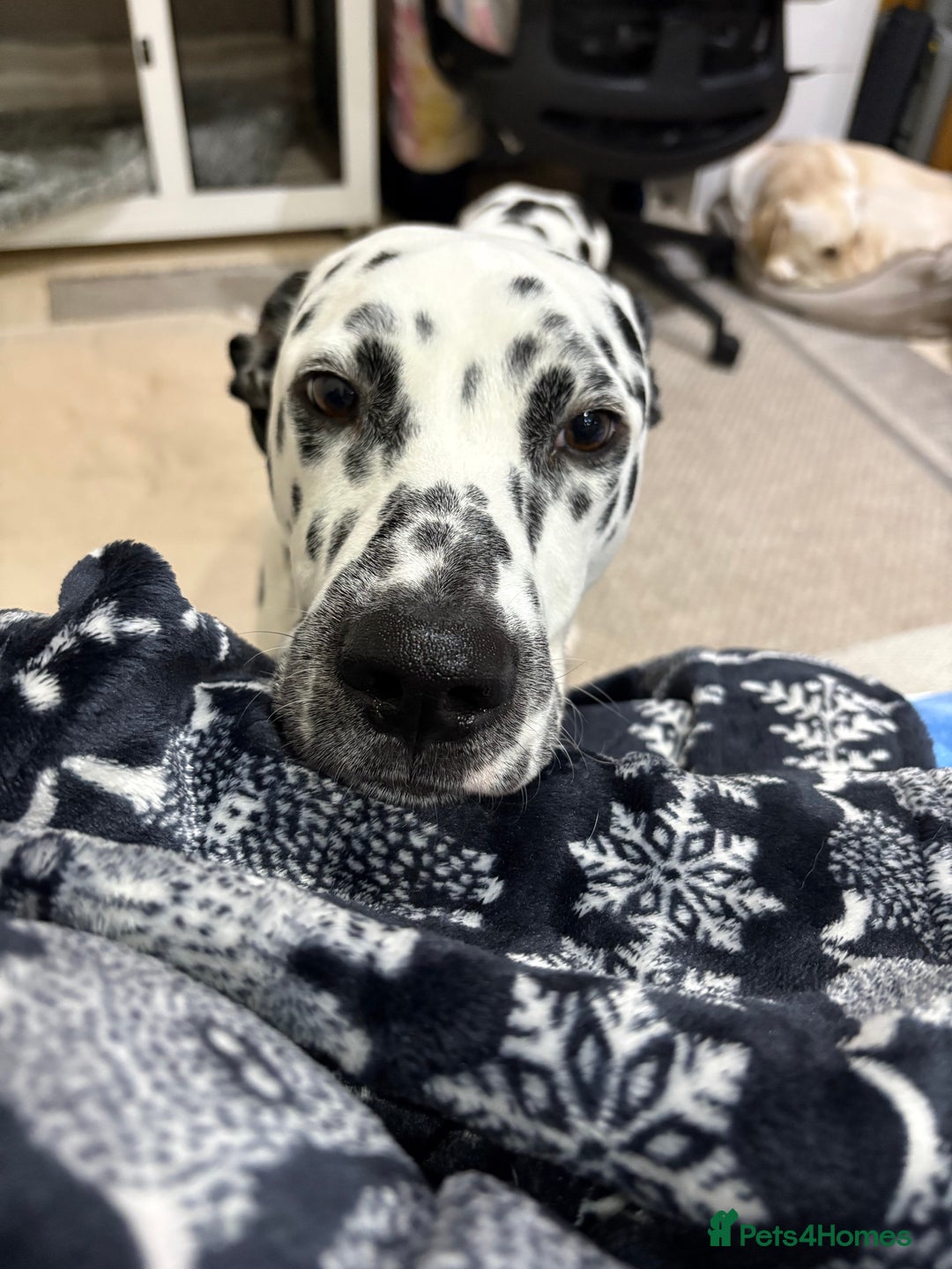 Dalmatian dogs for sale: Eric the Dalmatian Puppy - Advert 2