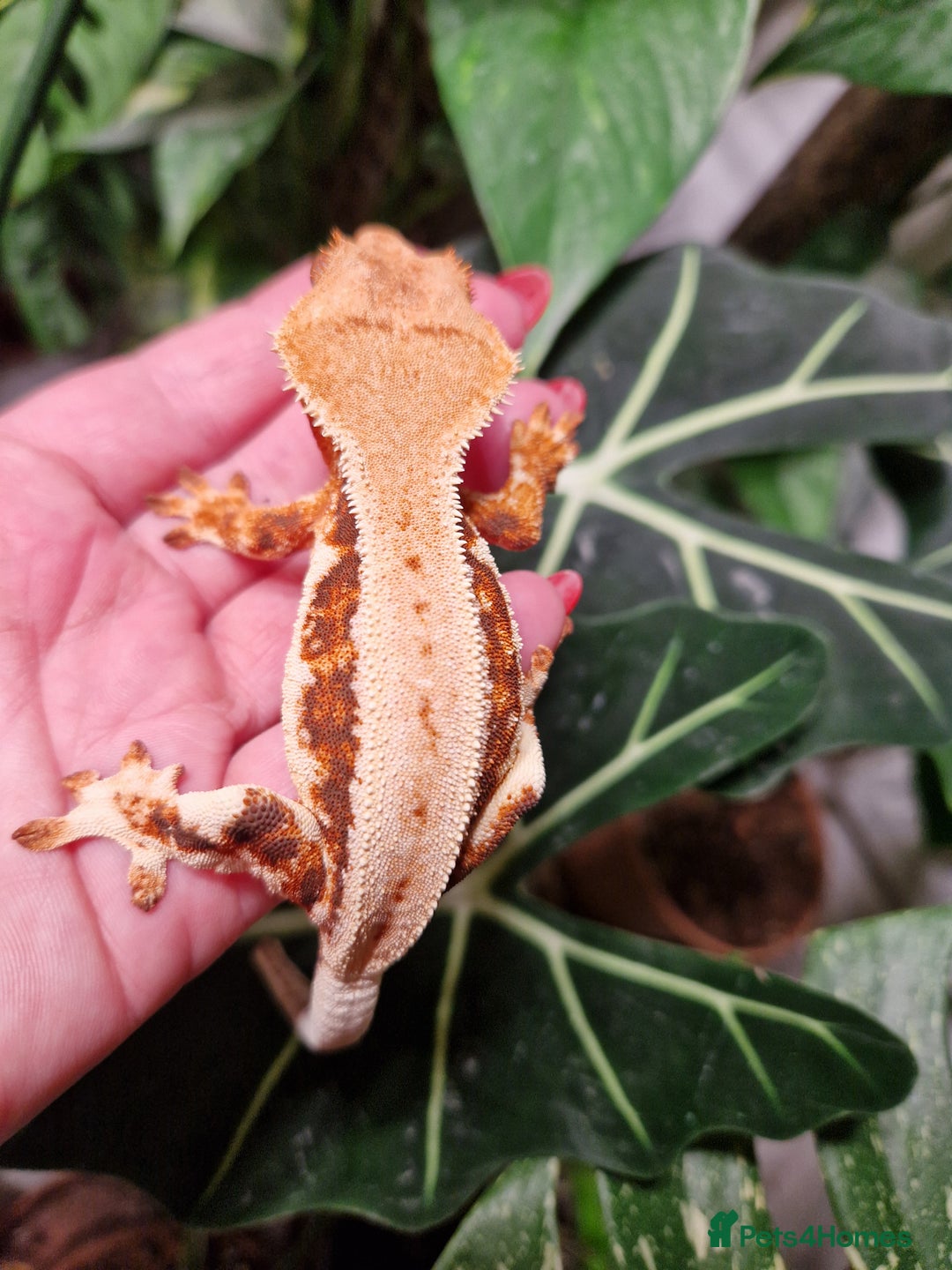 Gecko reptiles for sale: lily white crested geckos for sale - Advert 10