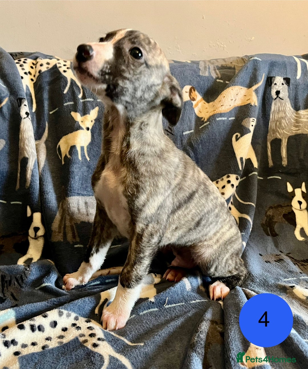 Whippet dogs for sale: KC Reg Whippet Puppies - Advert 11