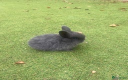 Mini Lop rabbits for sale: Beautiful mini lop bunnies 😍🐰 - Image 13