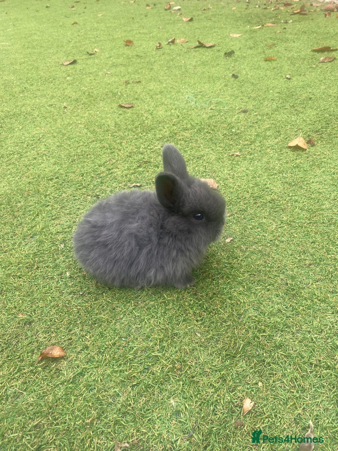 Mini Lop rabbits for sale: Beautiful mini lop bunnies 😍🐰 - Image 13