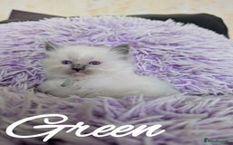 Ragdoll cats for sale: GCCF REG PEDIGREE RAGDOLL KITTENS - Image 12