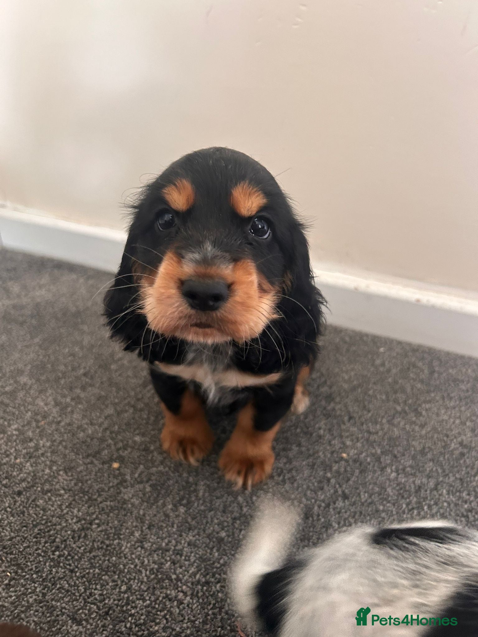 Cocker Spaniel dogs Show cocker spaniel puppies  - Advert 1