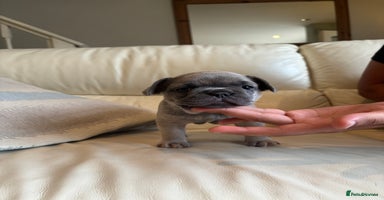 French Bulldog dogs - Advert 2