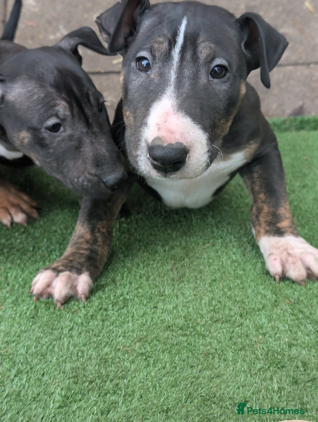 English Bull Terrier dogs for sale: Working line English bull terriers  - Advert 14