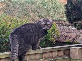 Scottish Fold cats Lava- beautiful Scottish fold - Advert 1