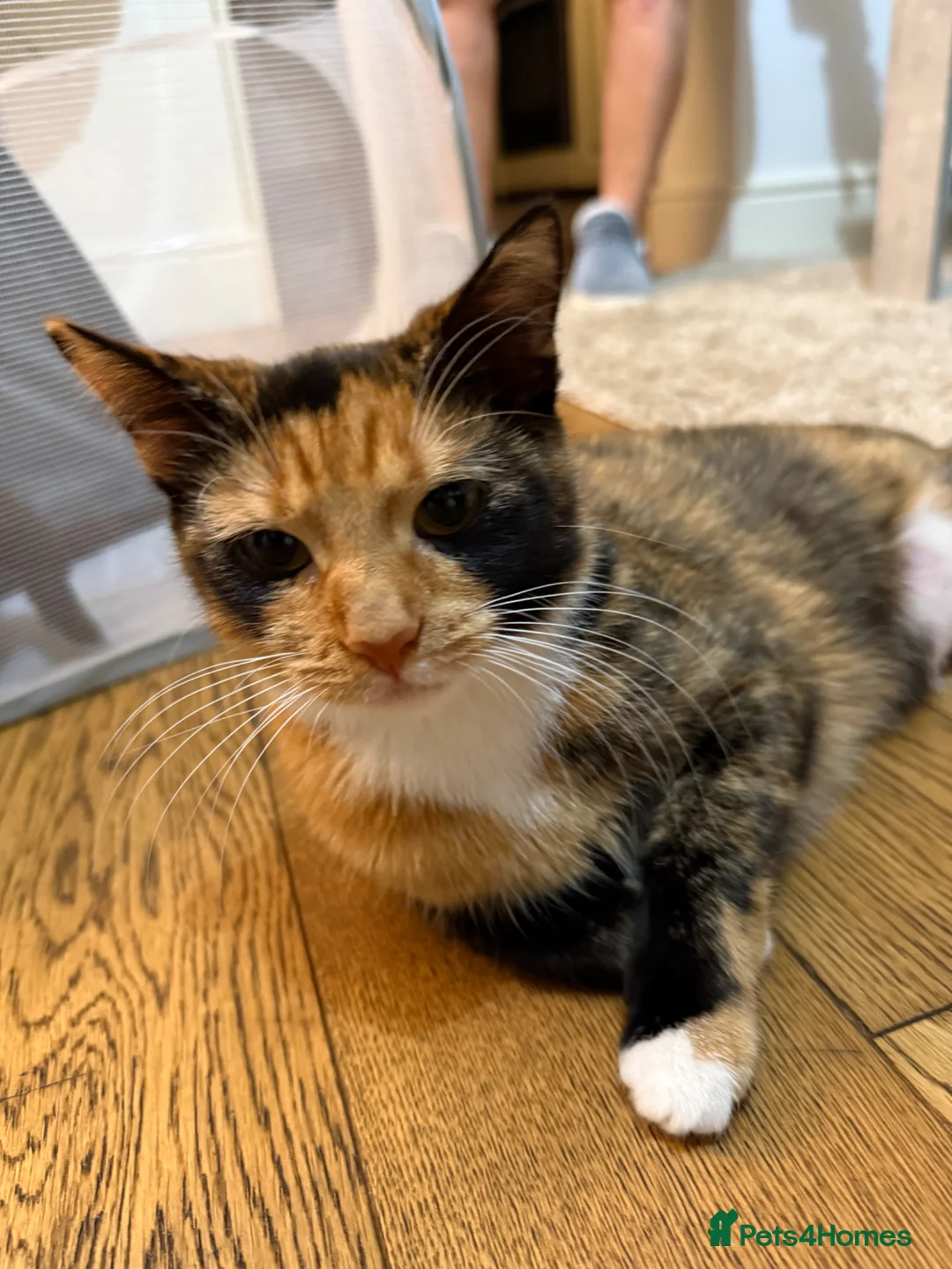 Mixed Breed cats for sale: 3 gorgeous kittens for sale in Crowthorne - Advert 4