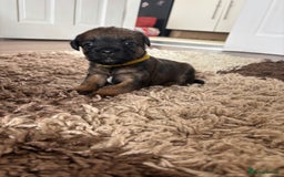 Border Terrier dogs for sale: Border terrier pups - Image 15
