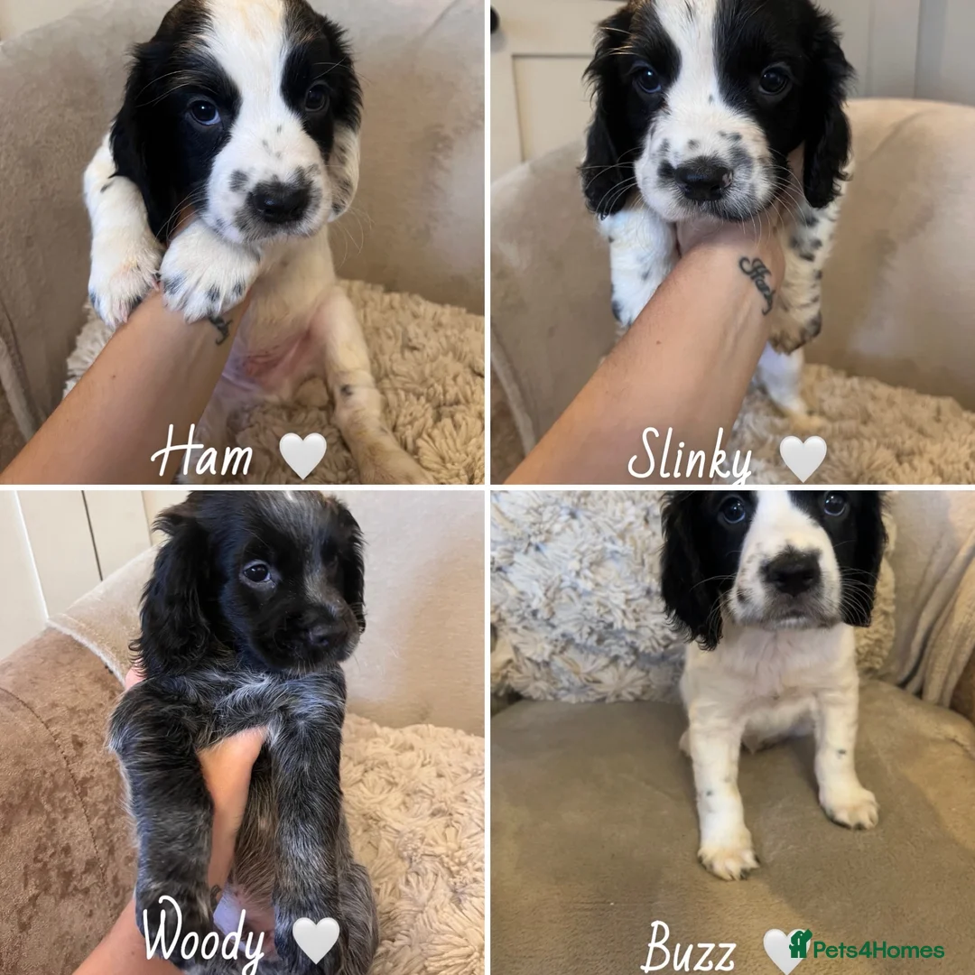 Sprocker dogs for sale: Beautiful Sprocker puppies  in Rotherham - Advert 9
