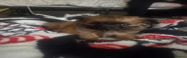 Chihuahua 2