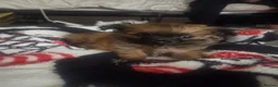 Chihuahua dogs for sale: Chihuahuas looking for their forever homes.  in Teddington - Advert 3