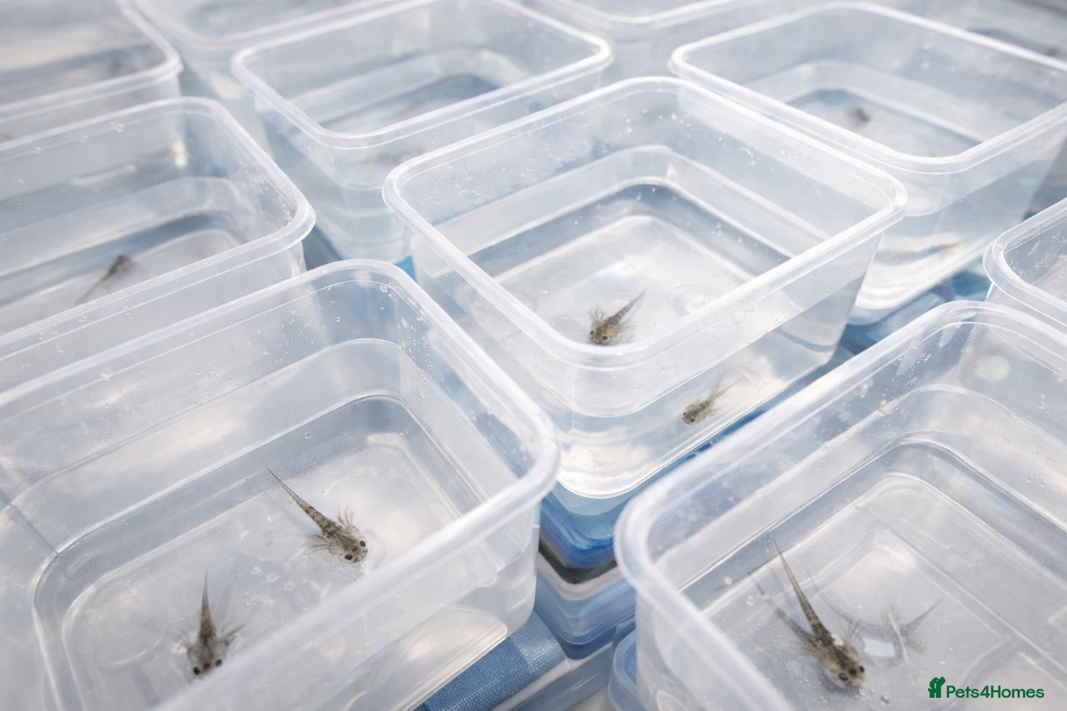 Axolotl reptiles  Baby Axolotls Ready to Reserve-UK Bred. - Advert 20