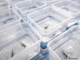 Axolotl reptiles Baby Axolotls Ready to Reserve-UK Bred. - Advert 20